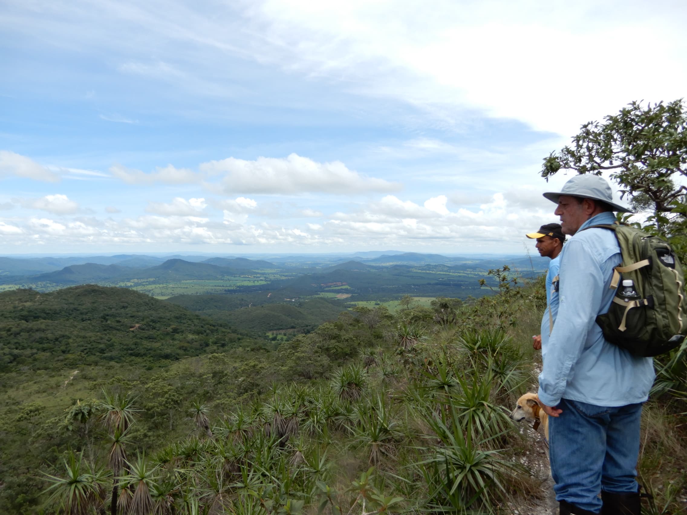 Levantamento Arbóreo e Laudo de Caracterização da Vegetação - Arvoredo Consultoria Ambiental
