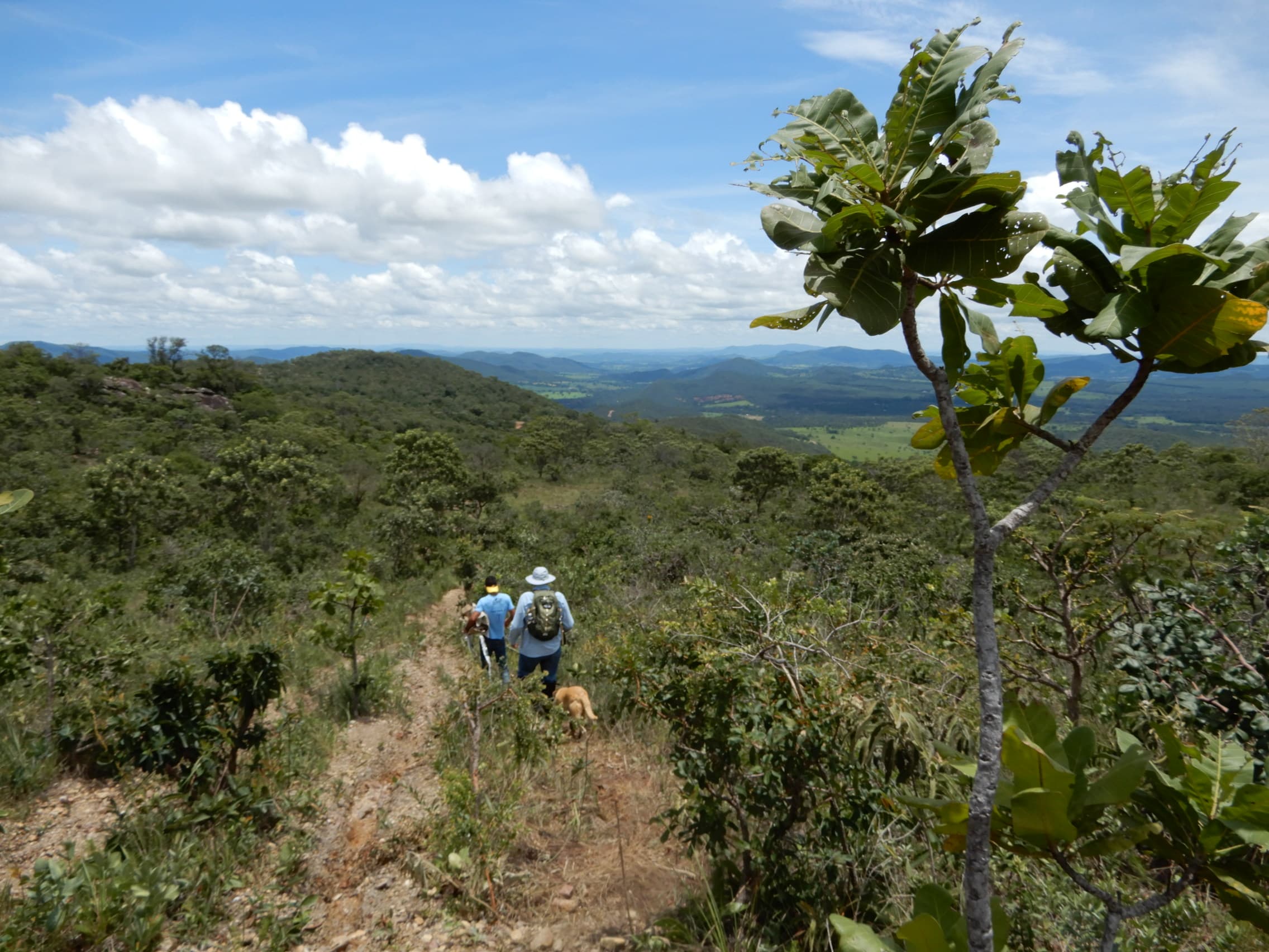 Projeto de Arborização e Implantação de Áreas Verdes - Arvoredo Consultoria Ambiental